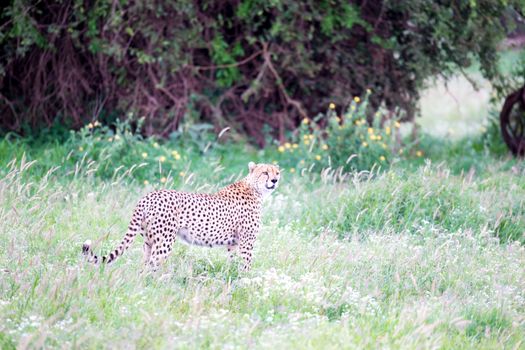 A cheetah in the grassland in the savannah of Kenya