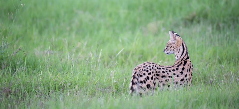 A serval cat in the grassland of the savannah in Kenya