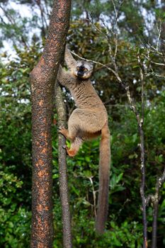 The Lemurs in a rain forest on the trees, hopping from tree to tree
