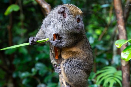 One small lemur on a branch eats on a blade of grass