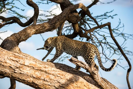 One leopard is walking up and down the tree on its branches