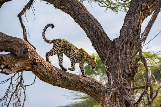 One leopard is walking up and down the tree on its branches