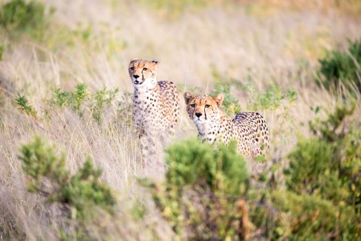 The cheetahs are running in the savannah in the tall grass