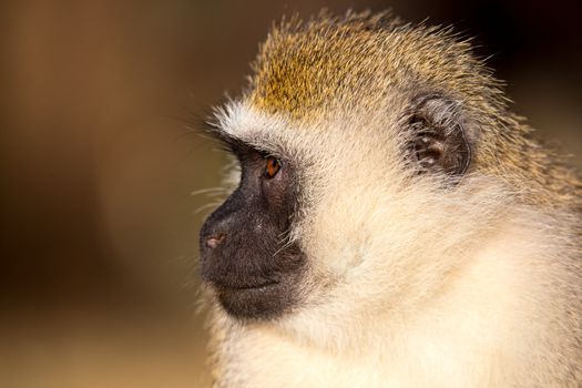 A portrait of a monkey in the savannah of Kenya