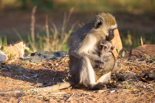 The monkey with a baby monkey in the arm