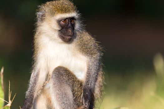 A portrait of a monkey in the savannah of Kenya