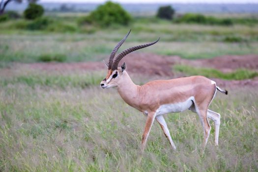 One antelope is standing beween the plants in the savannah