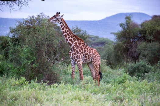 A giraffe is walking in the savannah between the plants