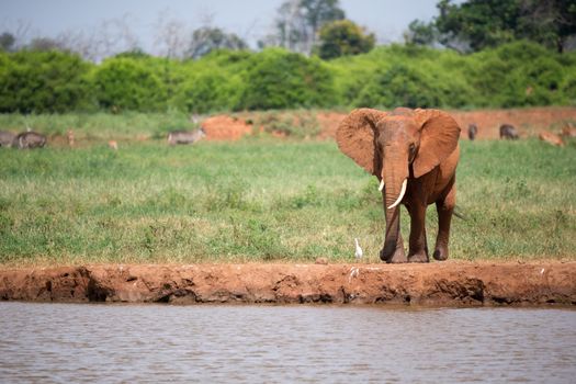A red elephant is drinking water from the waterhole