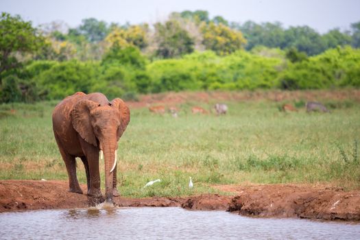 A red elephant is drinking water from the waterhole