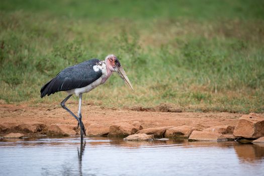 A marabu bird is standing in the near of waterhole