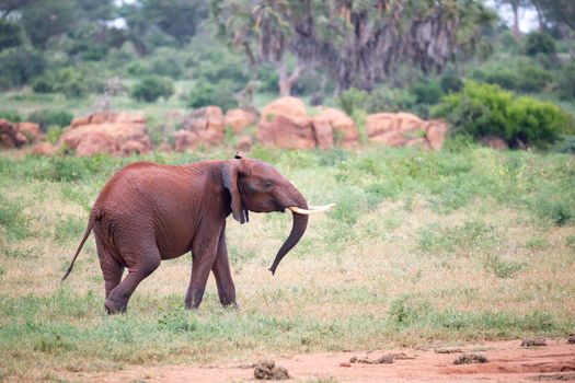 One young red elephant is running and playing in the grassland of the savannah