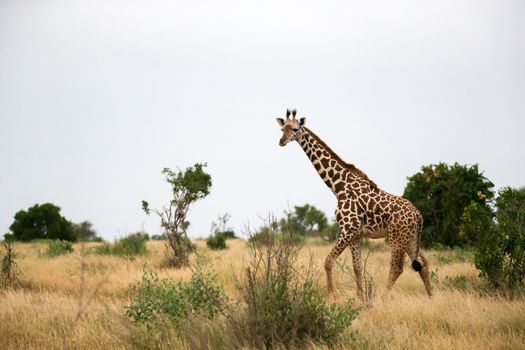 Some giraffe is walking between the bush in the scenery of the savannah