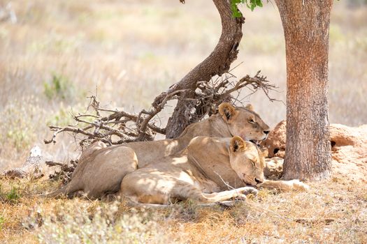 Some lions rest in the shade of a tree