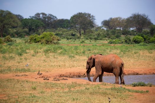 Elephant on the waterhole in the savannah of Kenya