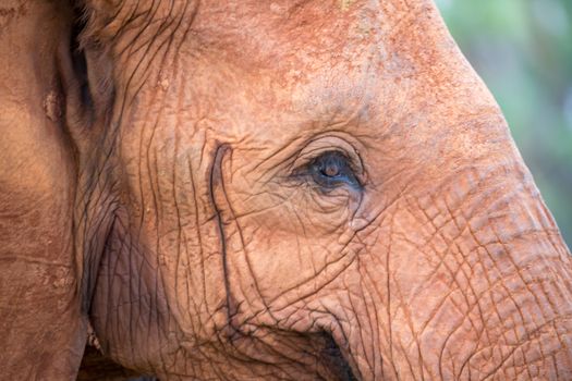 The face of one big red elephant