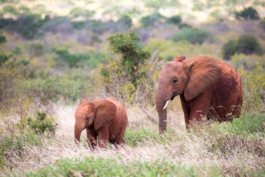 The family of red elephants on their trek through the savanna