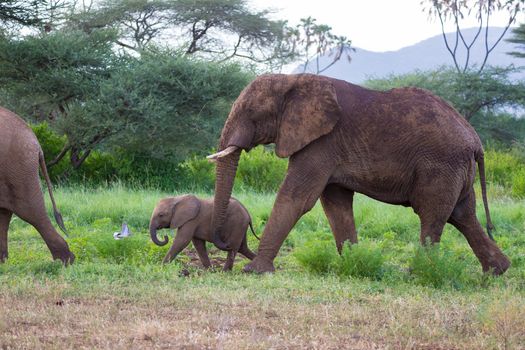 Some elephants walk among the trees and shrubs
