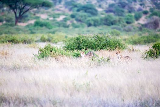 The cheetahs are running in the savannah in the tall grass