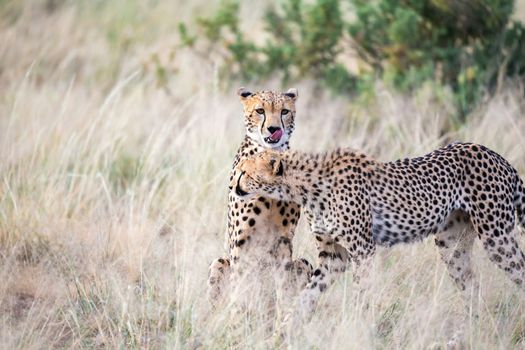 The cheetahs clean each other's fur in the tall grass