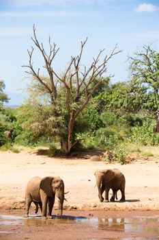 Some elephants stand on the bank of a river