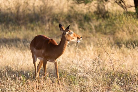 The portrait of an Impala antelope in the savannah of Kenya