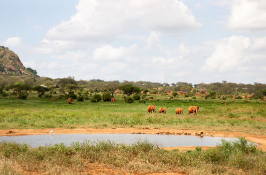 A red elephant family is coming to the waterhole, a lot of green plants