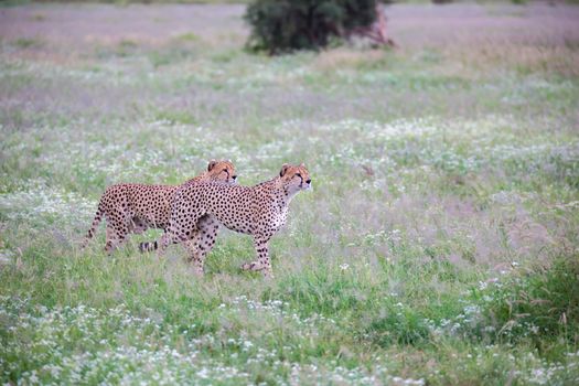 Cheetah in the grassland in the national park in Kenya