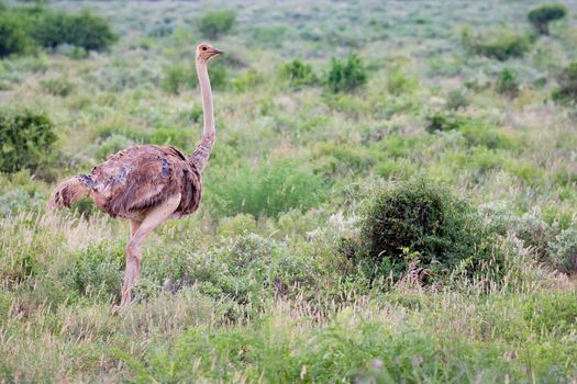 A ostrich female is standing in the grass with a lot of green plants