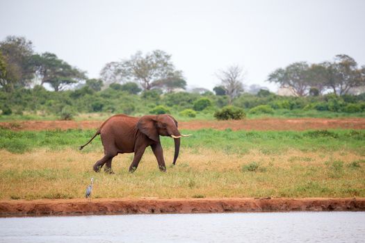 One young red elephant is running and playing in the grassland of the savannah
