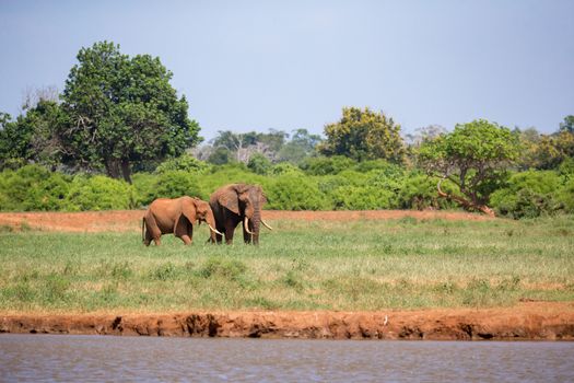 Elephant on the waterhole in the savannah of Kenya