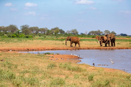 Waterhole in the savannah with some red elephants