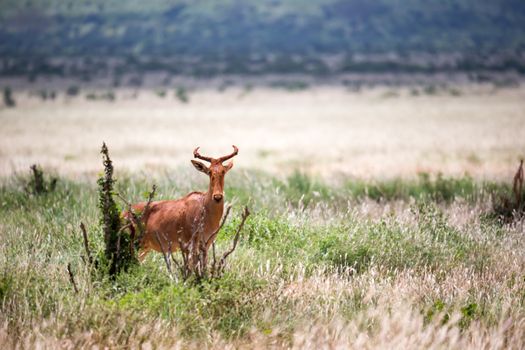 The antelope in the grass landscape of a savannah