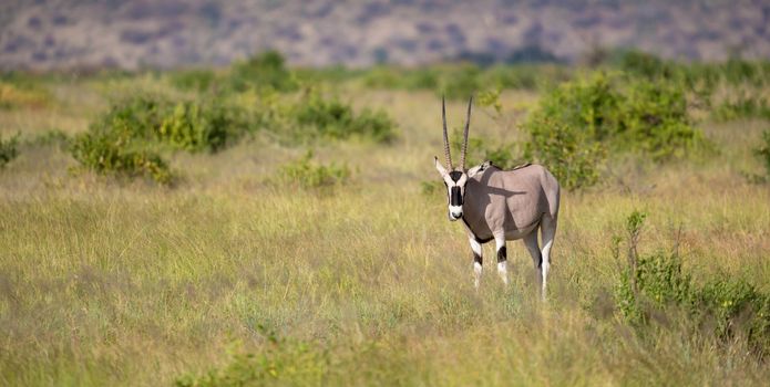 Some native antelopes in the grassland of the Kenyan savannah