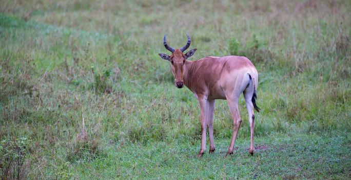 A Topi antelope in the grassland of Kenya's savannah