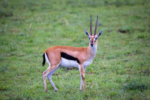 A Thomson's Gazelle in the grass landscape of the savannah in Kenya