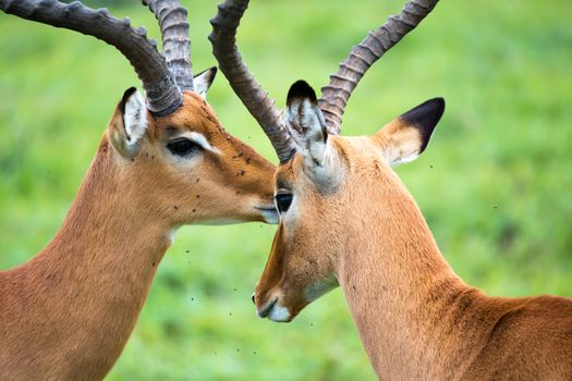 An Impala family on a grass landscape in the Kenyan savannah