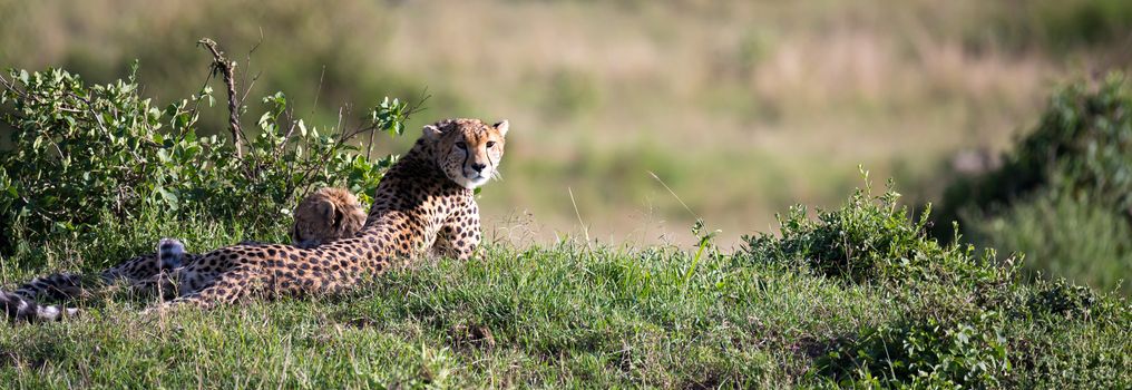 The cheetah mother with two children in the Kenyan savannah