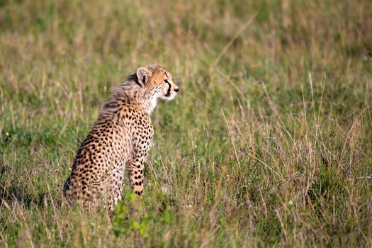The cheetah sits in the grass landscape of the savanna of Kenya