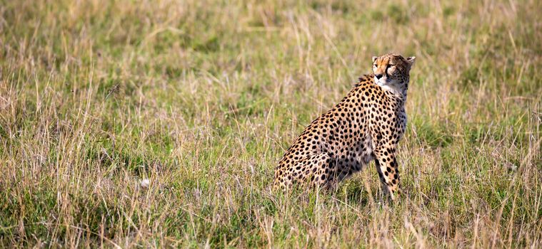The cheetah sits in the grass landscape of the savanna of Kenya