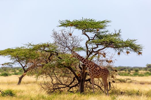 The Somalia giraffes eat the leaves of acacia trees