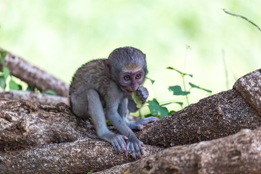 One little funny monkey is playing on the floor or on the tree