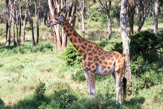 Some giraffes between the acacia trees in the savannah of Kenya