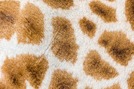 A fur of a giraffe in close-up