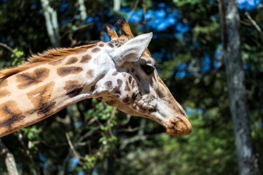A close-up of one giraffe's head
