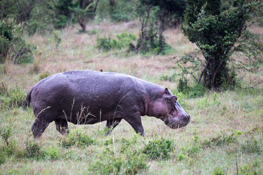 One hippo in the savannah of Kenya