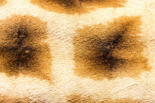 A fur of a giraffe in close-up