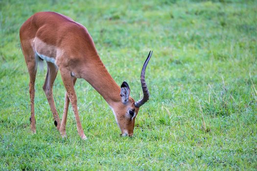 An Impala family on a grass landscape in the Kenyan savannah