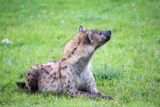 The hyena is lying in the grass in the savannah in Kenya