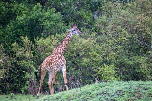 The giraffe is running among the trees and bushes